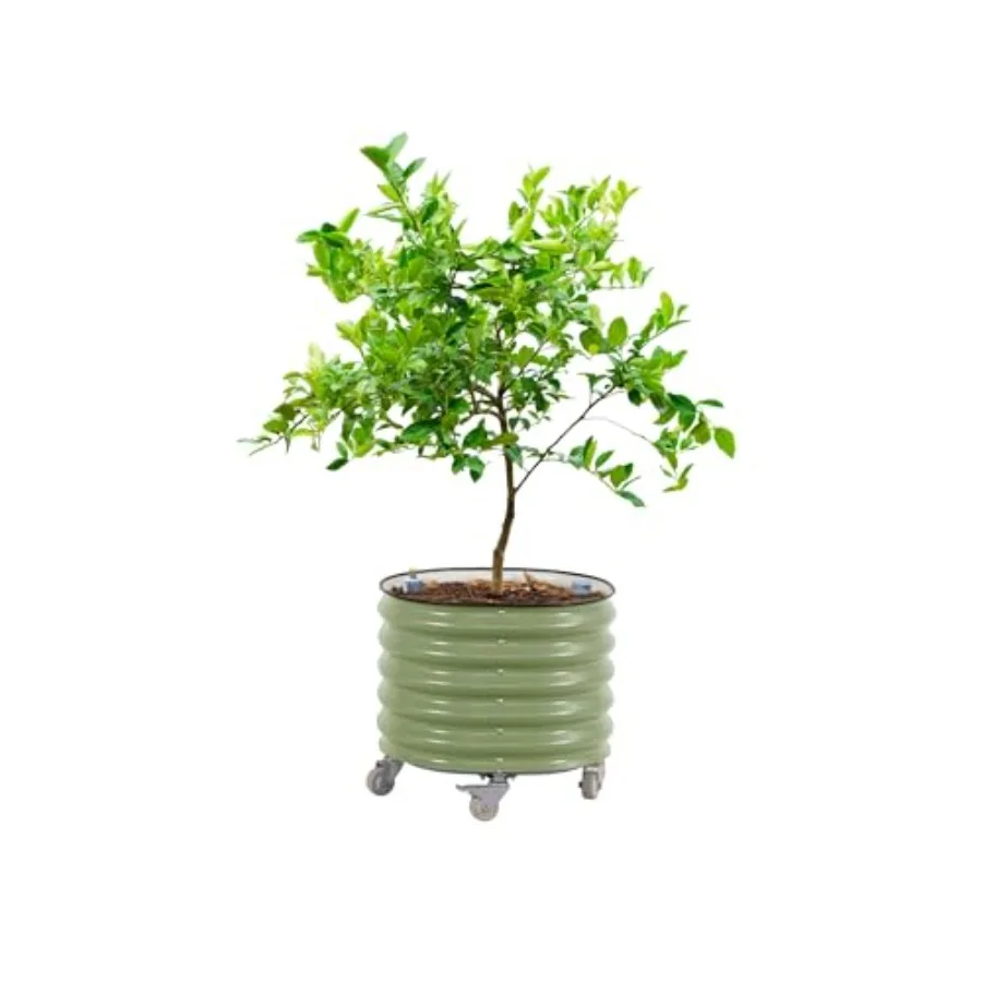 Self Watering Planter - Pot Tanaman Pohon Jeruk Model Gen