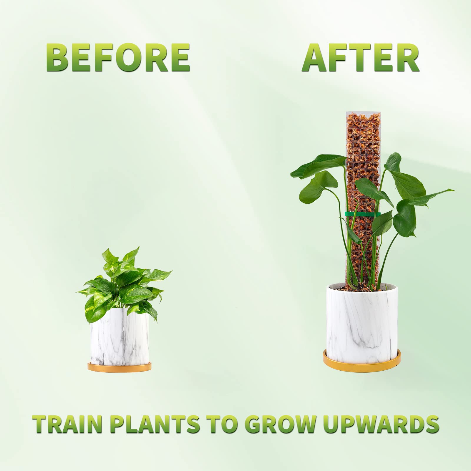 Lumut tiang tanaman pendukung  - Indoor Herb Garden ulasan dan harga