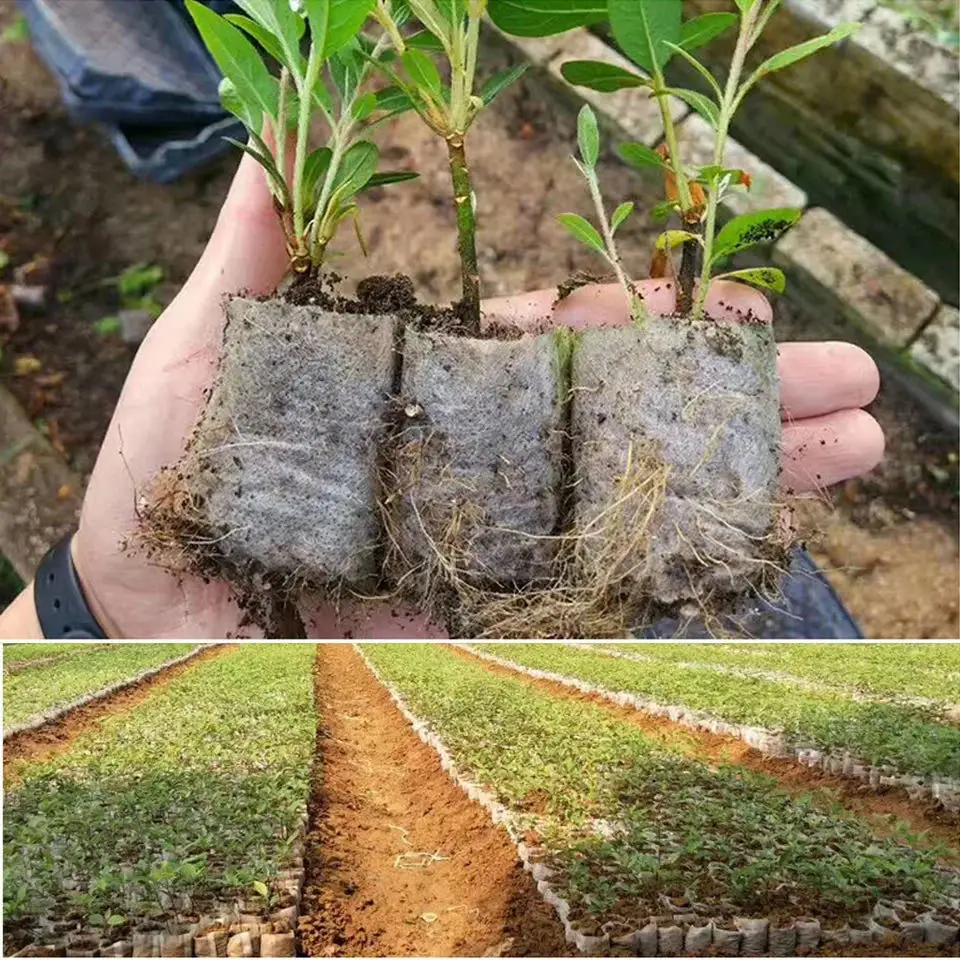 100 Buah Tas Pembibitan Benih  - Seed Starter Tray ulasan dan harga