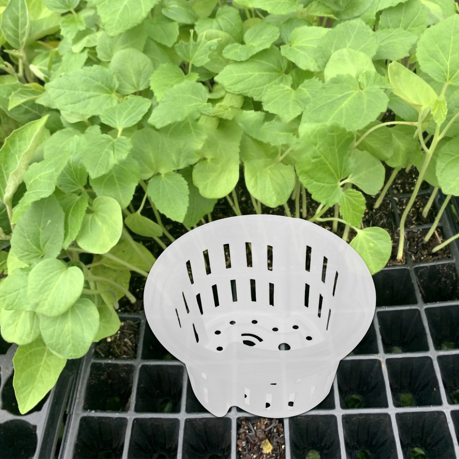 4 Buah Pot Tanaman Hidroponik, - Plant Pot ulasan dan harga