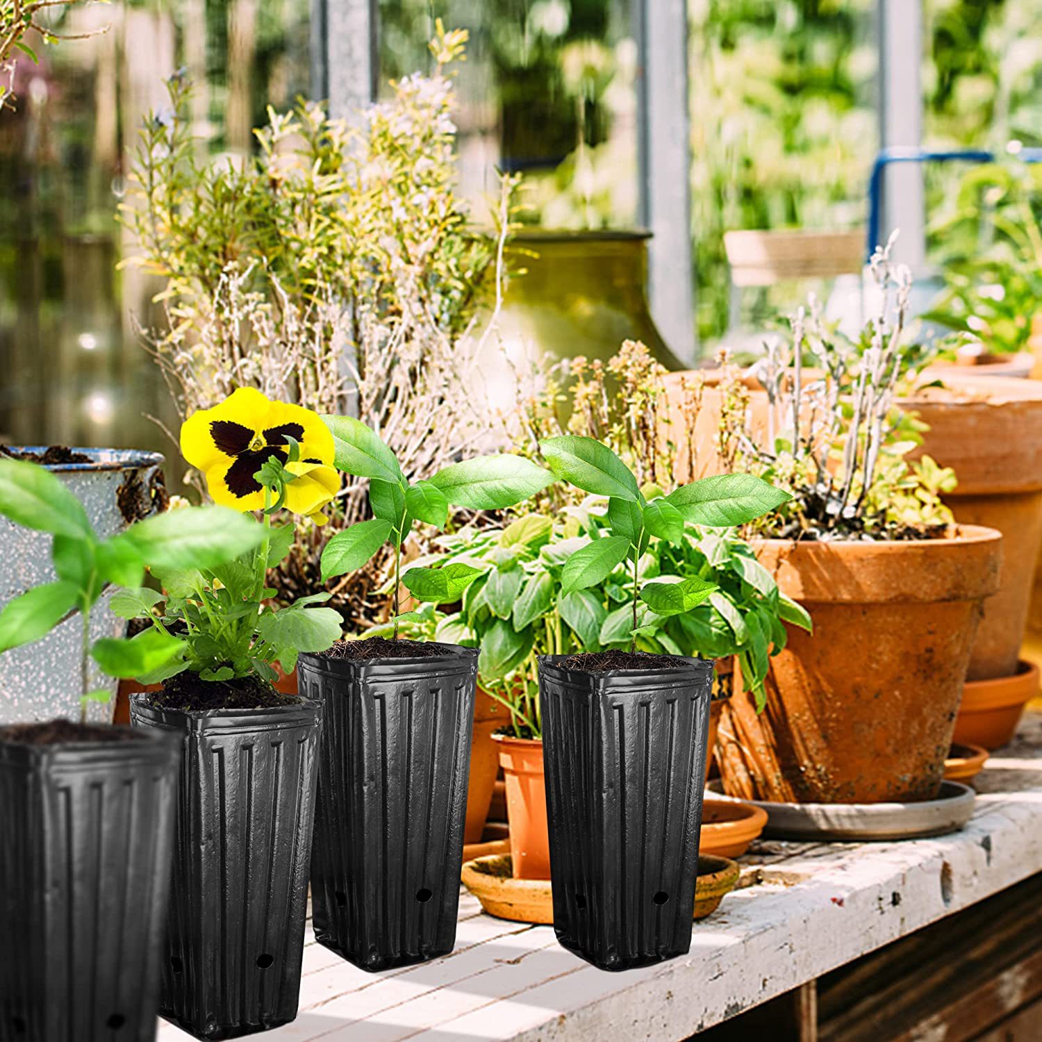 10 Buah Pot Bibit Persegi Ting - Seed Starter Tray ulasan dan harga